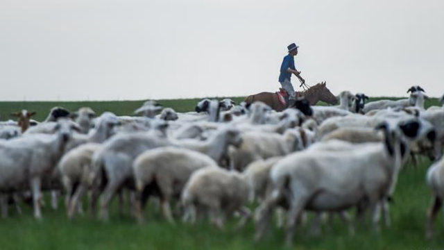 牧民在草原上騎馬放羊（網絡圖片）