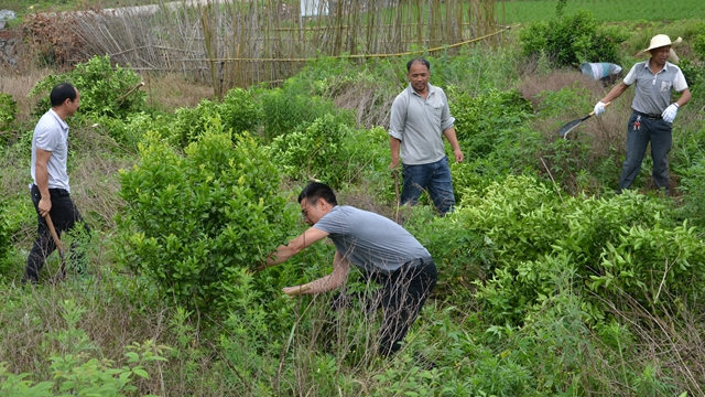 今年5月，廣西省灌陽縣文市鎮政府官員組織退果還糧（砍伐果樹種植糧食）活動（網絡圖片）