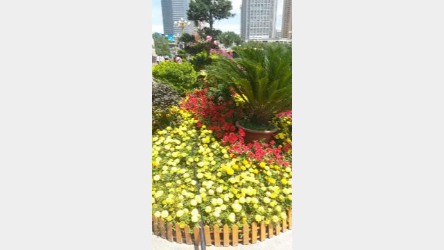 烏魯木齊市中心花壇裡的紅色和黃色花卉象徵愛國（2018年）