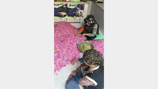 和田分揀玫瑰花瓣的女工頭戴鋼盔，身穿防彈背心並佩戴紅袖章（2018年夏天）。近來，唯有老年婦女被允許戴頭巾