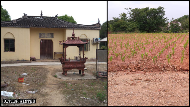政府人員令人在寺廟遺址上種上玉米